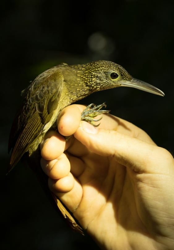 Elegant Woodcreeper (Xiphorhynchus elegans), photo 2
