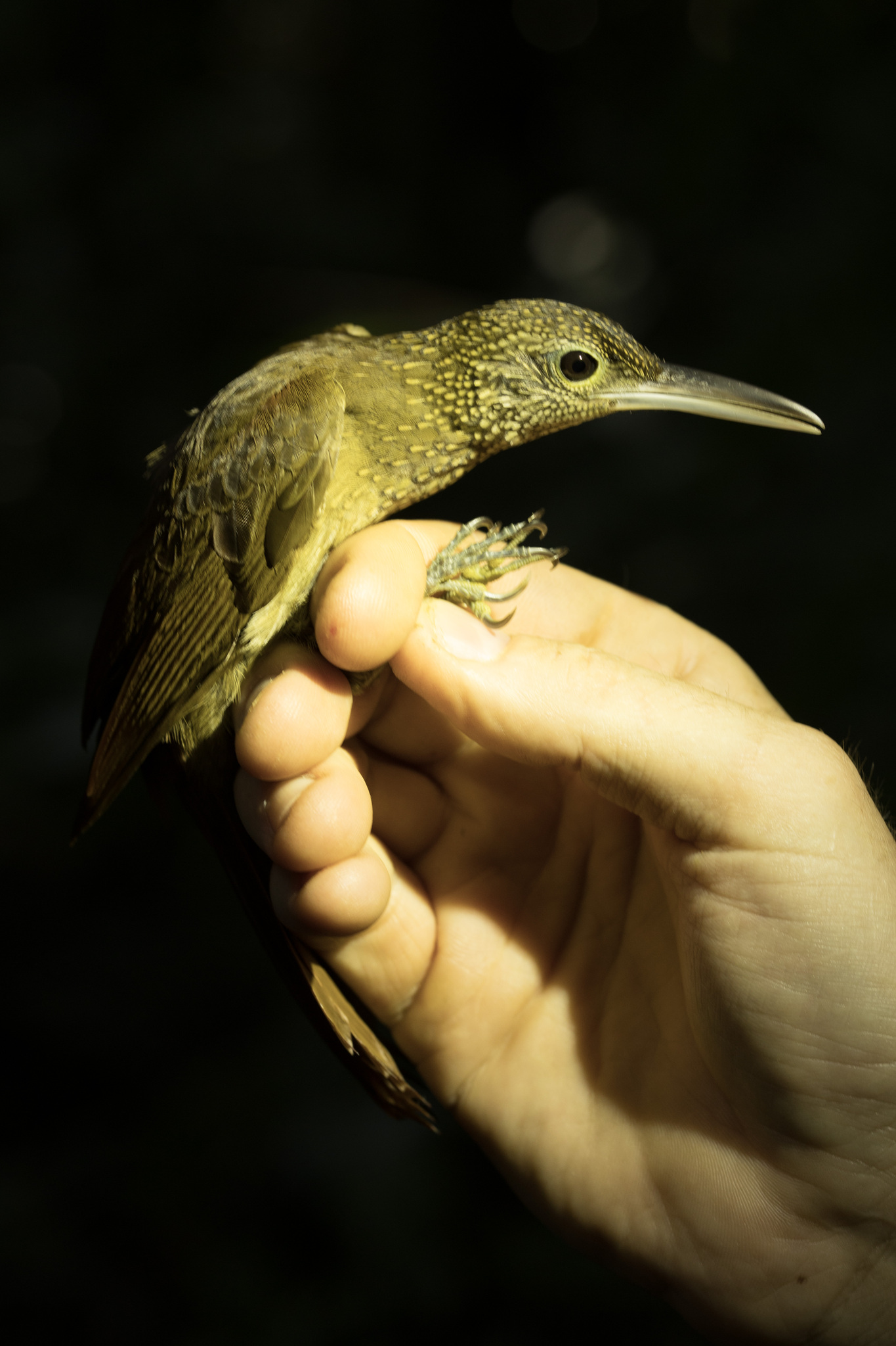 Elegant Woodcreeper (Xiphorhynchus elegans), photo 3
