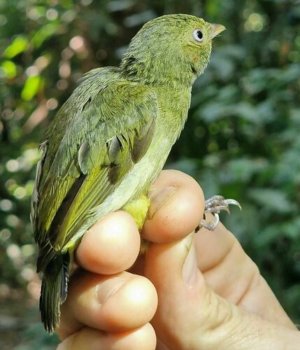 Round-tailed Manakin (Ceratopipra chloromeros), photo 6