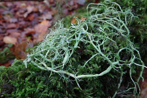 string-of-sausage lichen