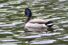 Anas platyrhynchos