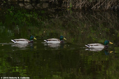 Anas platyrhynchos