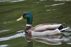 Anas platyrhynchos