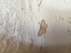 Scopula plantagenaria