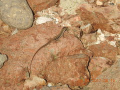 Aspidoscelis costatus