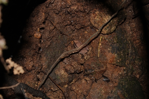 Common Leaf-litter Frog, Craugastor loki