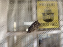 Hydriomena frondaria