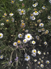 Dichaetophora campestris