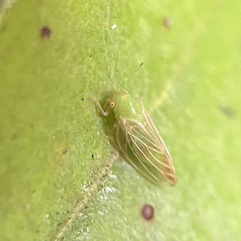 Katacephala tenuipennis