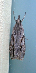 Eudonia bisinualis