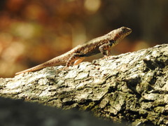 Sceloporus nelsoni