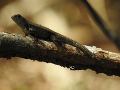 Sceloporus nelsoni