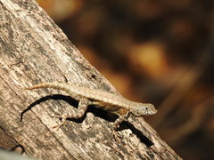 Sceloporus nelsoni
