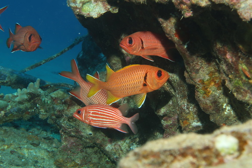 Myripristis chryseres observed 2022-12-27