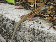 Aspidoscelis costatus