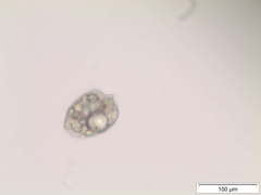 Phacus curvicauda