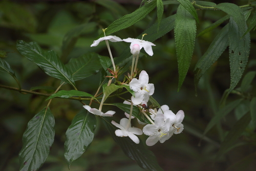 Luculia pinceana, photograph 2