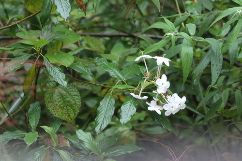 Luculia pinceana, photograph 3