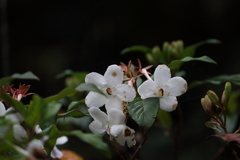 Luculia pinceana