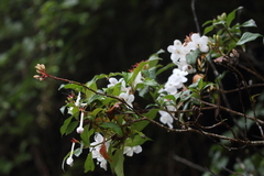 Luculia pinceana, photograph author not stated, no rights reserved