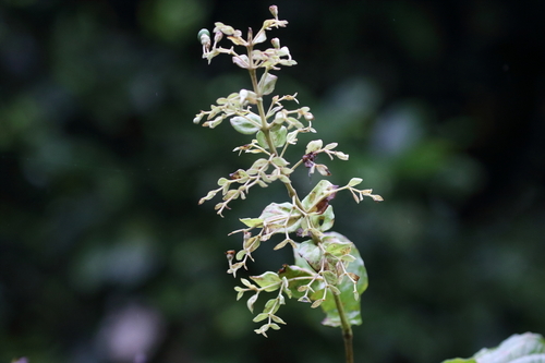 Image of Rotheca serrata by no rights reserved