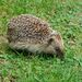 British Hedgehog - Photo (c) Steve Kerr, some rights reserved (CC BY)