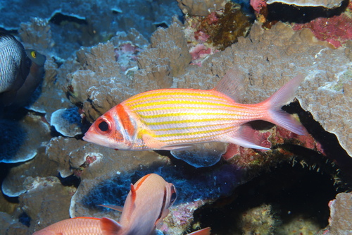 Neoniphon aurolineatus, 2023-01-10