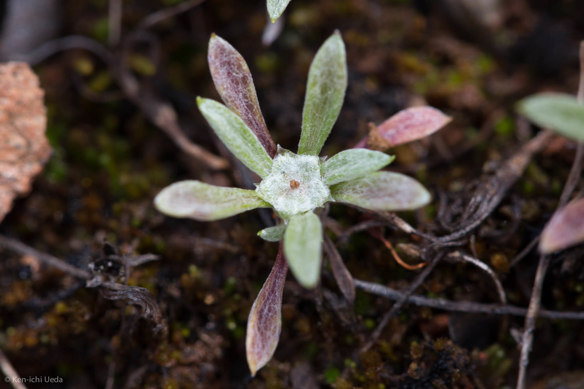 Hesperevax acaulis