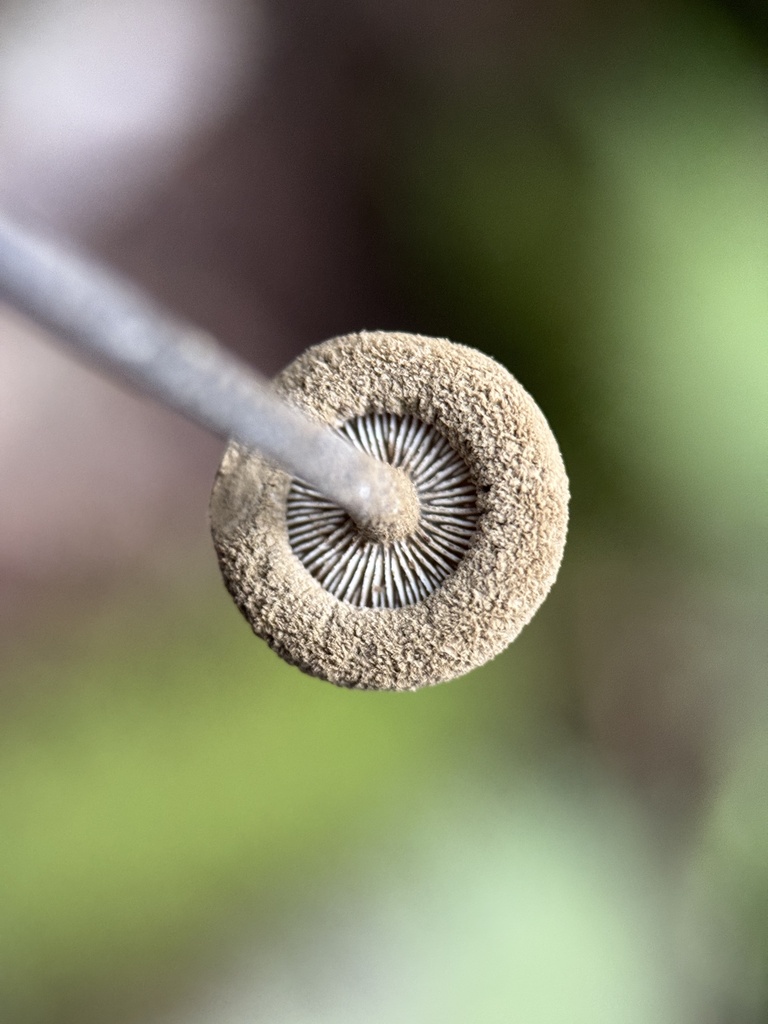 Arthromyces pulverulentus