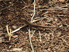 Aspidoscelis costatus