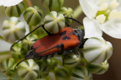 Anastrangalia laetifica