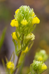 Castilleja lacera