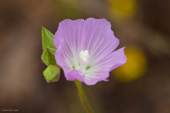 Sidalcea hartwegii