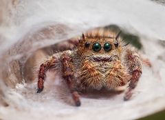 Phidippus princeps