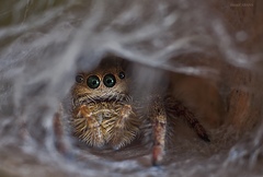 Phidippus princeps