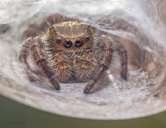 Phidippus princeps