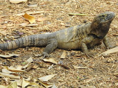 Ctenosaura pectinata