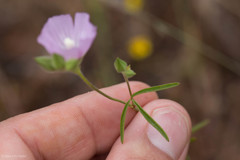 Sidalcea hartwegii