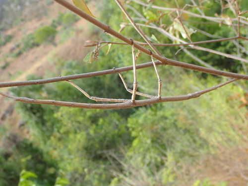 Achrioptera impennis