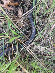 Masticophis taeniatus girardi