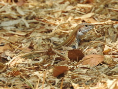 Aspidoscelis costatus