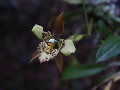 Rhynchostele maculata