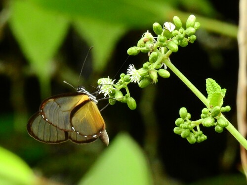 Pteronymia ticida