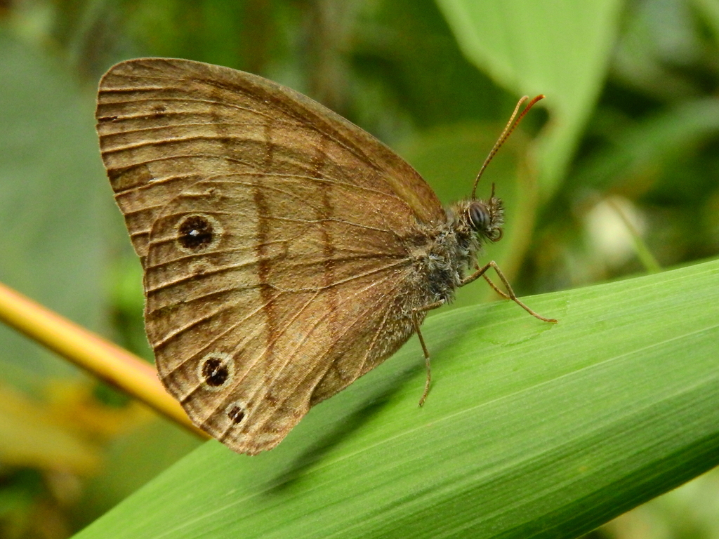 Hermeuptychia clara