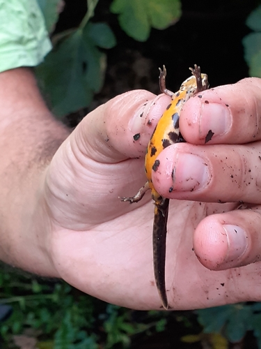 Portuguese Smooth Newt, Quinta de Cima do Palácio do Marquês de Pombal, photo 5 of 10