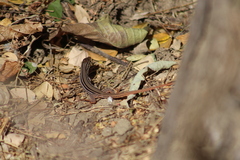 Aspidoscelis costatus