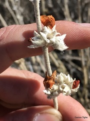 Malacothamnus orbiculatus