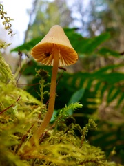 Mycena strobilinoidea