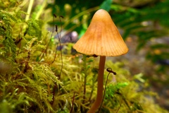 Mycena strobilinoidea