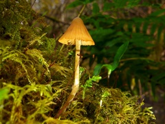 Mycena strobilinoidea